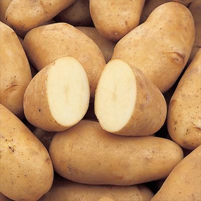 ジャガイモ メークイン タネイモ