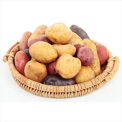 ジャガイモ 詰め合わせ タネイモ