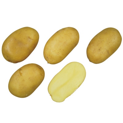 ジャガイモ ピルカ タネイモ