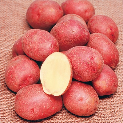 ジャガイモ アンデス赤 タネイモ