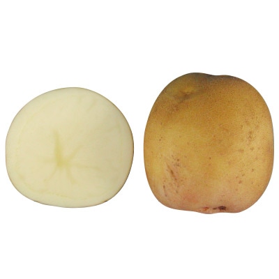 ジャガイモ きたかむい タネイモ