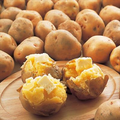 ジャガイモ キタアカリ タネイモ