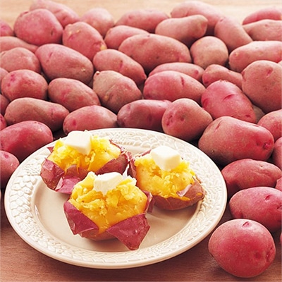 ジャガイモ レッドムーン タネイモ