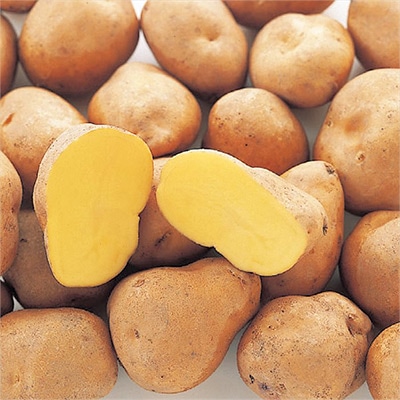 ジャガイモ インカのめざめ タネイモ