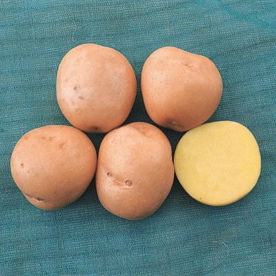 ジャガイモ ながさき黄金