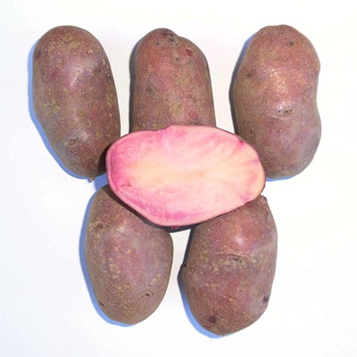 ジャガイモ シャイニールビー タネイモ