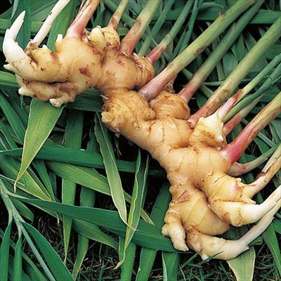 三州白芽ショウガ