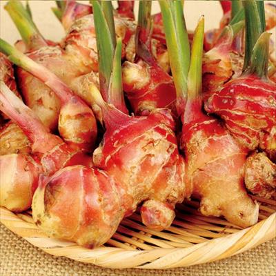 赤芽大ショウガ