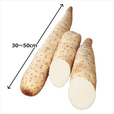ヤマイモ トロフィー1066