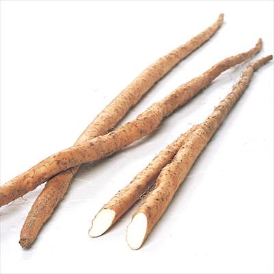 ヤマイモ 自然薯