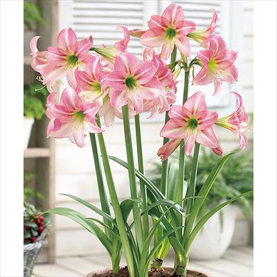 アマリリス ガーデンオーケストラ(R) ロリポップ