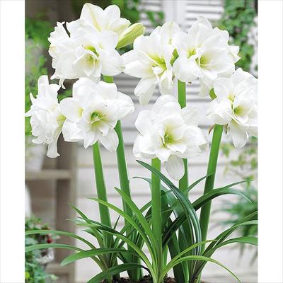 アマリリス ガーデンオーケストラ(R) アラスカ