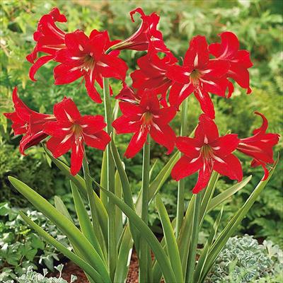 アマリリス ガーデンオーケストラ(R) バレンチノ