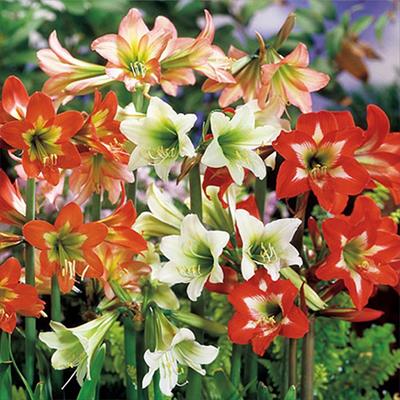 アマリリス ガーデンオーケストラ(R) お買い得ミックス