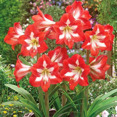 アマリリス ガーデンオーケストラ(R) アイキャッチャー