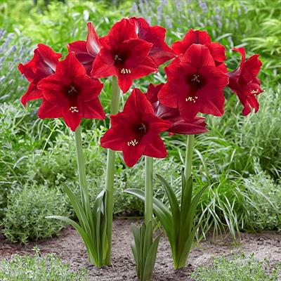 カジュアルアマリリス アラビアンナイト