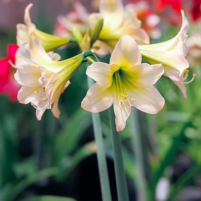 アマリリス ガーデンオーケストラ(R) マラケシュ