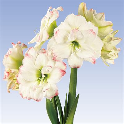 アマリリス アマデウスキャンディ