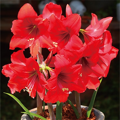 カジュアルアマリリス レッドタイガー