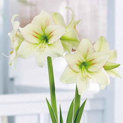 カジュアルアマリリス フォレストサンセット