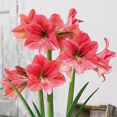 カジュアルアマリリス ピンクパンサー