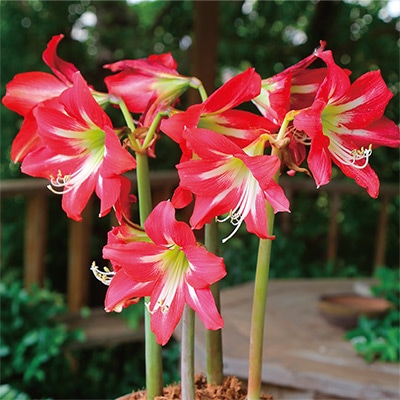 カジュアルアマリリス ストリペットビューティー