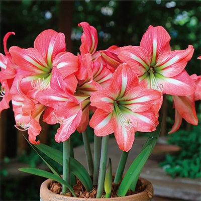 カジュアルアマリリス リバーダンス