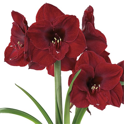 アマリリス ベンフィカ