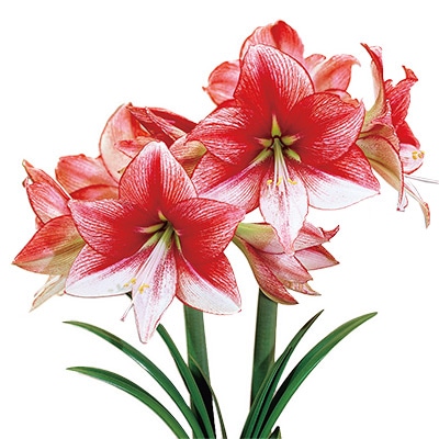 アマリリス ショーマスター