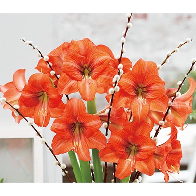 カジュアルアマリリス オレンジクイーン