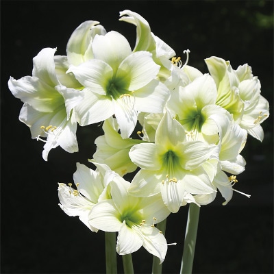 カジュアルアマリリス ノースポール