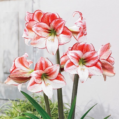 カジュアルアマリリス テーブルダンス