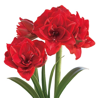 ロイヤルアマリリス チェリーニンフ