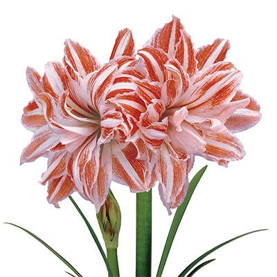 ロイヤルアマリリス ダンシングクイーン