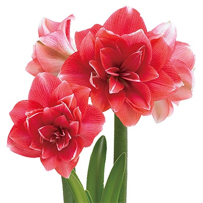 ロイヤルアマリリス ダブルドリーム