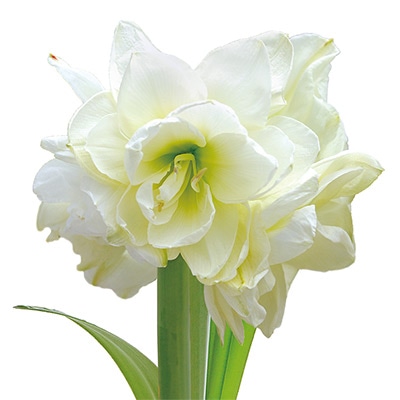 ロイヤルアマリリス マリリン