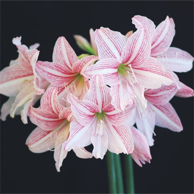 アマリリス レティキュラーム