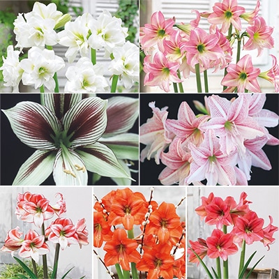 アマリリス 見計らい