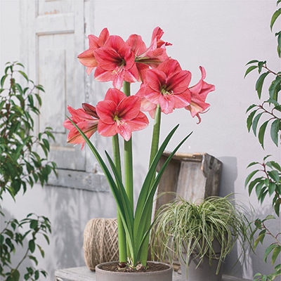 カジュアルアマリリス  ピンクパンサー