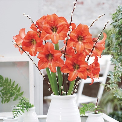 カジュアルアマリリス オレンジクイーン