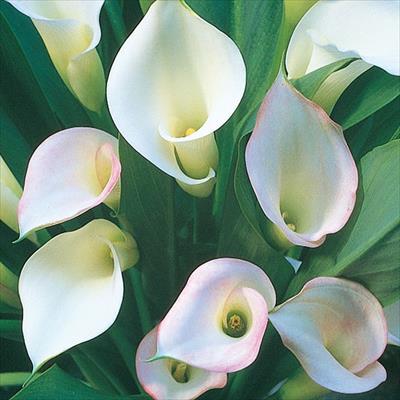 カラー クリスタルブラッシュ