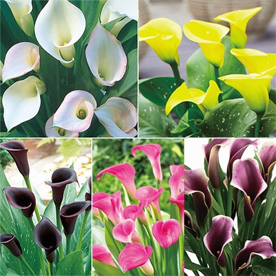 人気のカラー 5種セット