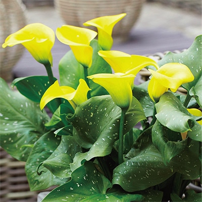 カラー ゴールドクラウン