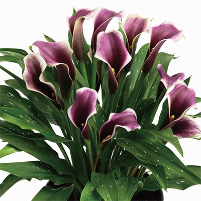 カラー パープルビート