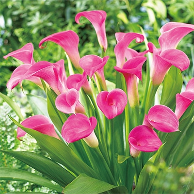 カラー ガーネットグロー