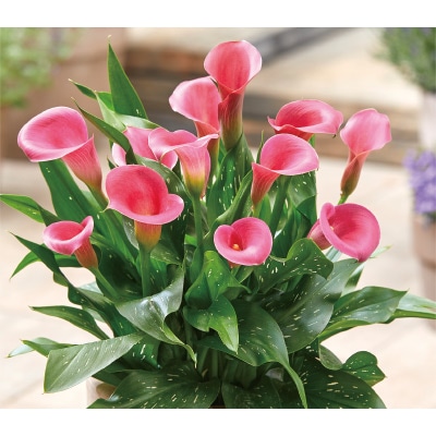 カラー キャピテイン チェリオ