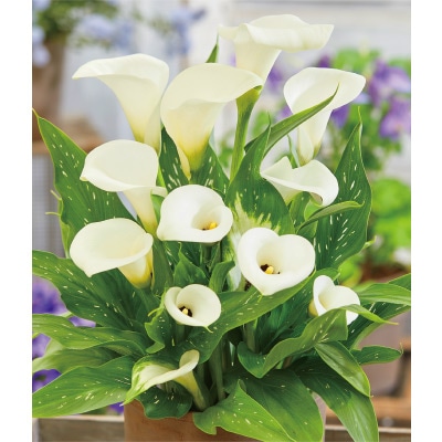 カラー キャピテイン ロレンゾ