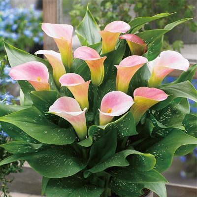 カラー キャピテイン マレロ