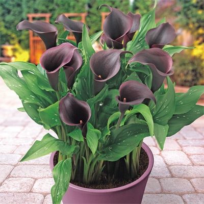 カラー キャピテイン カルーソ