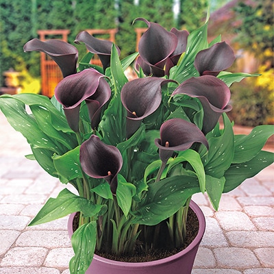 カラー キャピテイン カルーソ